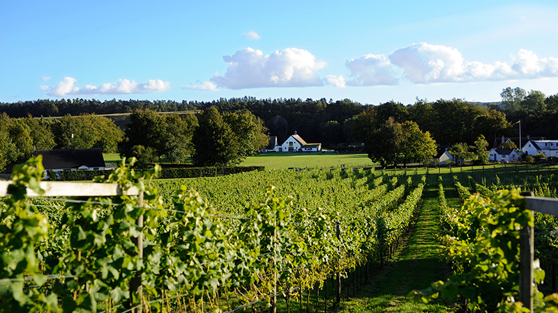 Skepparps ving�rd & Svabesholms Kungsg�rd